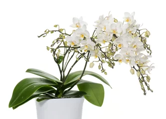 Blackout roller blinds Orchid white orchids in pot