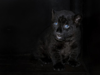 Black jaguar baby © belizar