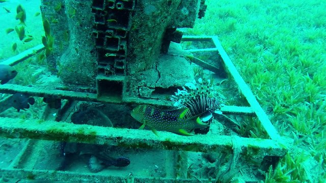 Several Colorful Marine Fish Floating Around Near Artificial Reef