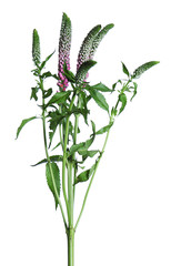 Branch of field flower isolated on white