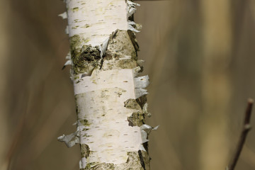 Fototapeta premium White paper birch tree bark