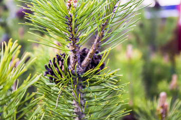 Pine branch with cones.