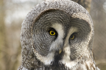 Great gray owl