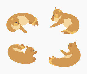 Isometric red lying cat. The objects are isolated against the white background and shown from different sides