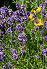 Gardens with the flourishing lavender