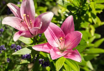 pink  lily flower in garden