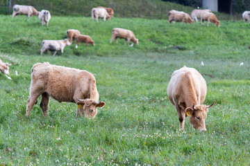Cows eating grass