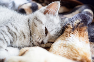Little grey scottish cat lying on the bed