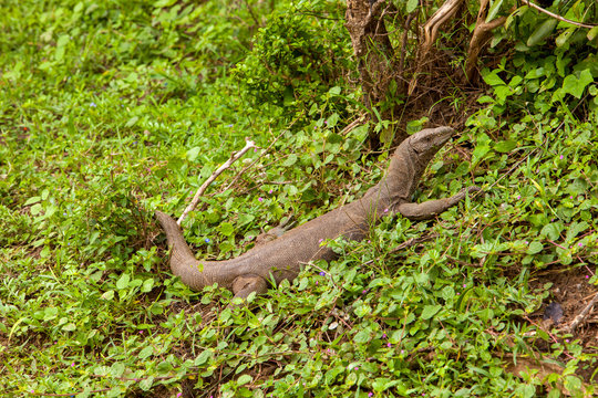 Monitor Lizard - Komodo dragon,  in Yala National Park, Sri Lanka