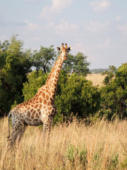 Giraffe looking at you