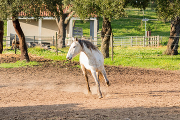 White horse running looking towards the sun
