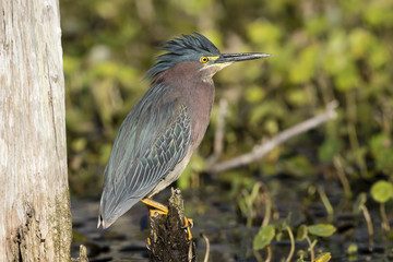 Green Heron Perched on a Stump - Florida