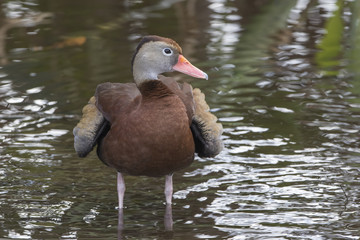 Black-bellied Whistling Duck Bathing in a Florida Swamp