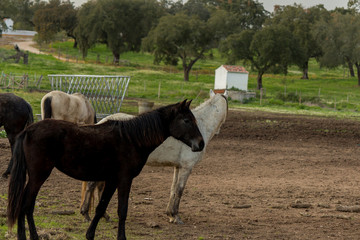 Black and White horse