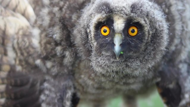Owlet predator scares