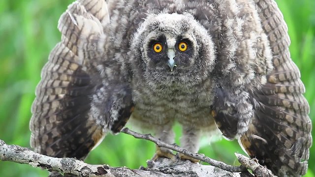 Owlet predator scares opening wings