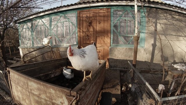 Few White Hens Walking on an Box on the Background of a Village House