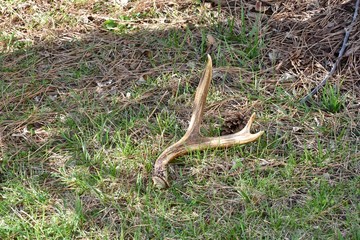 Deer antler shed