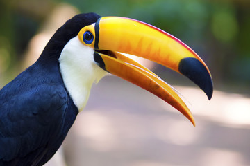 Oiseau toucan exotique dans un cadre naturel près des chutes d& 39 Iguazu, Foz do Iguacu, Brésil.