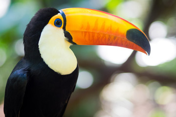 Fototapeta premium Exotic toucan bird in natural setting near Iguazu Falls, Foz do Iguacu, Brazil.