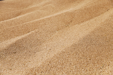 Fototapeta na wymiar grain wheat , closeup
