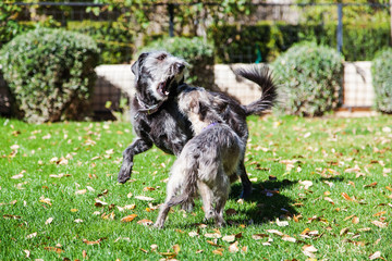Dogs Play Fighting In Yard