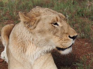 Portrait of a beautiful lioness (Panthera leo) lying down in the grass in the savannah