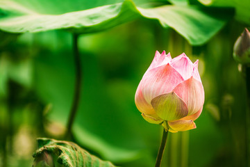 Lotus flower and Lotus flower plants