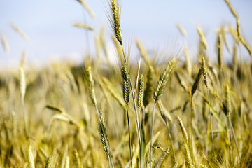 immature green grass  