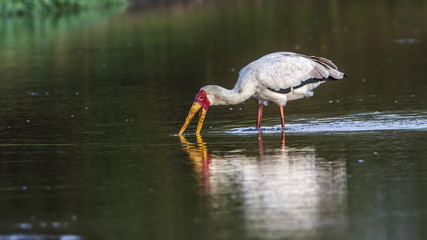 Yellow-Billed stork in Kruger National park, South Africa