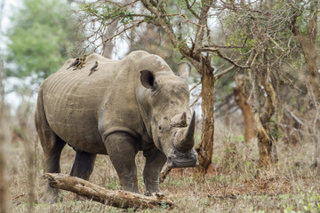 Obraz premium Southern white rhinoceros in Kruger National park, South Africa