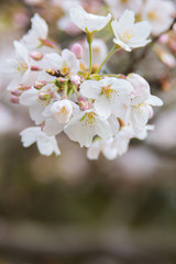 Fototapeta premium 桜（サクラ） 