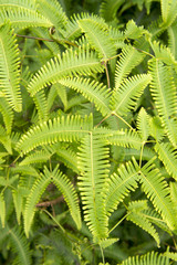 Fototapeta na wymiar Acre, Hawaiian fern