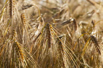 Field of cereal in the summer  