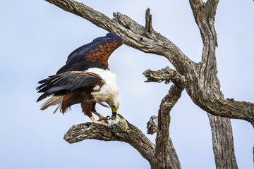 African fish eagle in Kruger National park, South Africa