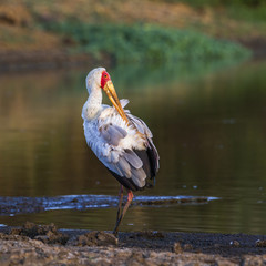 Yellow-Billed stork in Kruger National park, South Africa