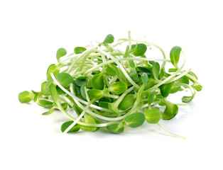 green young sunflower sprouts isolated on white background
