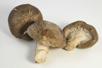 Fresh Mushrooms (center focus) isolated on white background