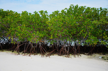Mangrovenbaum auf Galapagos am Strand von Tortuga Bay