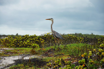 Kanadareiher (Ardea herodias) auf Galapagos vor dunklen Wolken