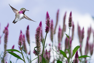 Hummingbird over background with purple flowers
