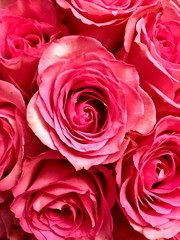 Pink rose background