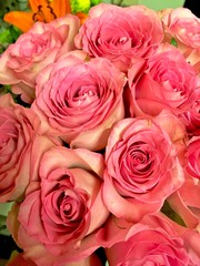 Fototapeta na wymiar Pink rose background