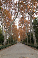 Fototapeta na wymiar Park street with beautiful autumn tree