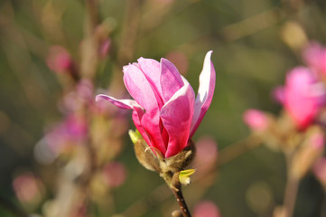 Obraz premium Pink magnolia blossom