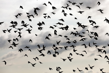 birds in the sky  