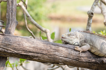 Iguana on the branch.