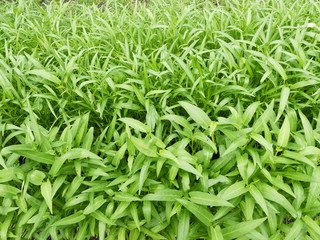 Swamp Morning Glory growing in a row