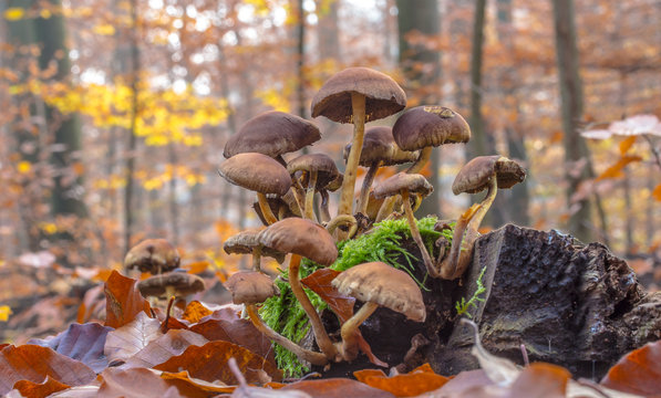 Pilzfamilie im Herbstwald