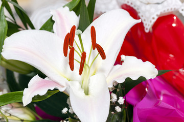 White Lily. close up 